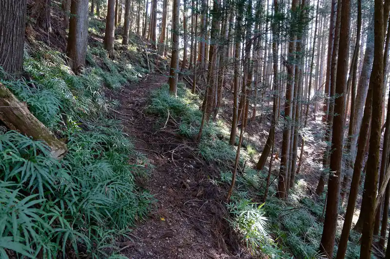 なかなか良い道です。すっかり気に入っちゃいました。
ただ飯盛峠は登山の目的地にするには、あまり魅力的じゃないし、飯盛峠に関八州見晴台に登るのも遠回りだし、西吾野駅から登山口まで遠すぎるので、やっぱりそんなに歩きには来ないかもなあ。