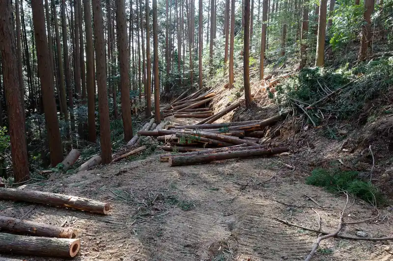 途中丸太が崩れているのか、散らばっていましたが…。