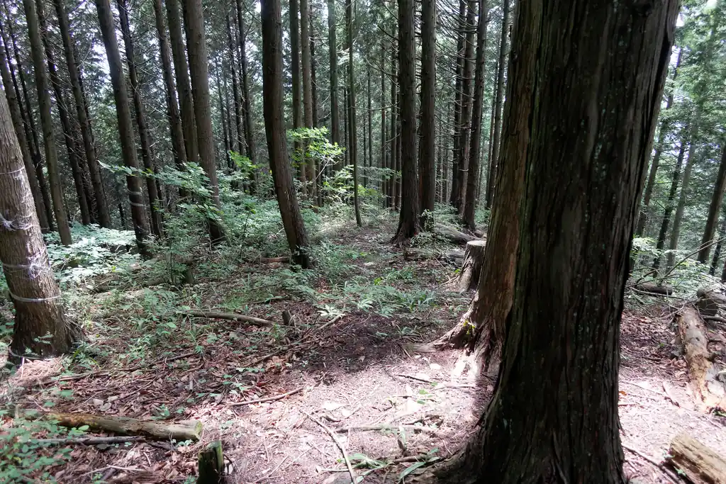 こっちが間違えて進んじゃった道。なんか踏み跡がありそうな感じもする。
