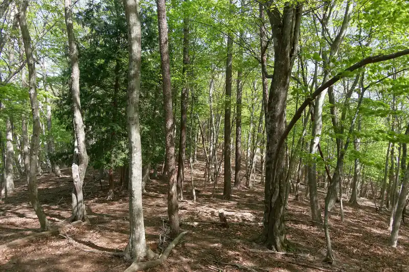 榧ノ木山までは、また広い尾根道となる。