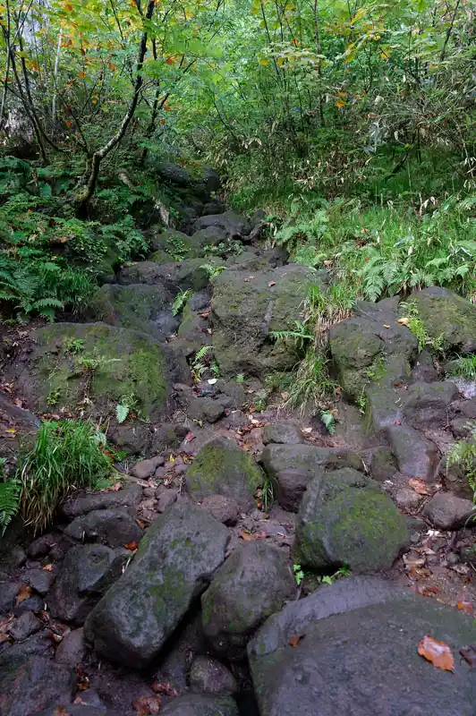 しかし道の雰囲気はきらいじゃない。
奥武蔵みたいな植林の道よりかは変化があって楽しい。