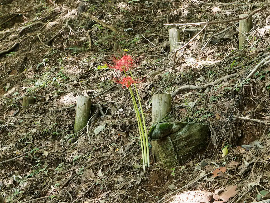 ポツンと曼殊沙華