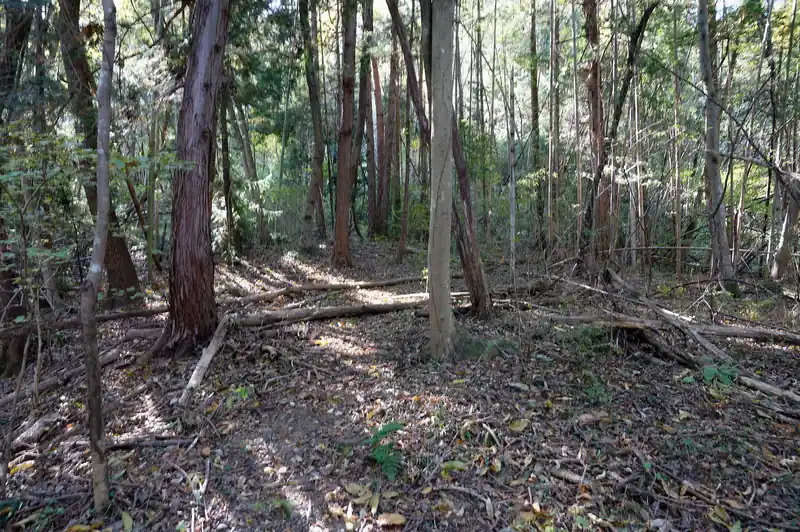途中竹林になってちょっと踏み跡がわかりづらかったんですが、迷うってほどではないかな。