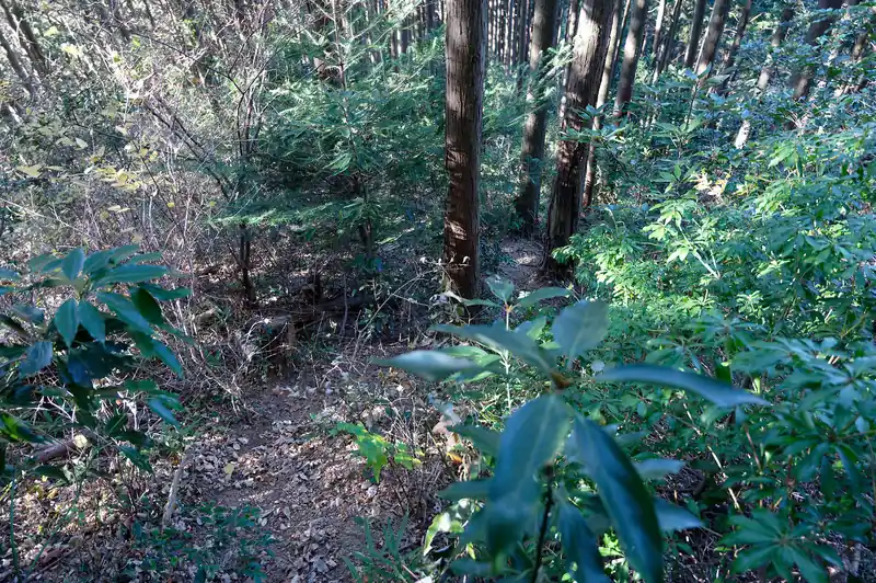 途中までわかりやすかったのだが、登っていくにつれ踏み跡が薄れ藪っぽくなる。
写真は振り返って撮影したもの。
あ～前回もこんなだったな～と徐々に思い出してくる。
