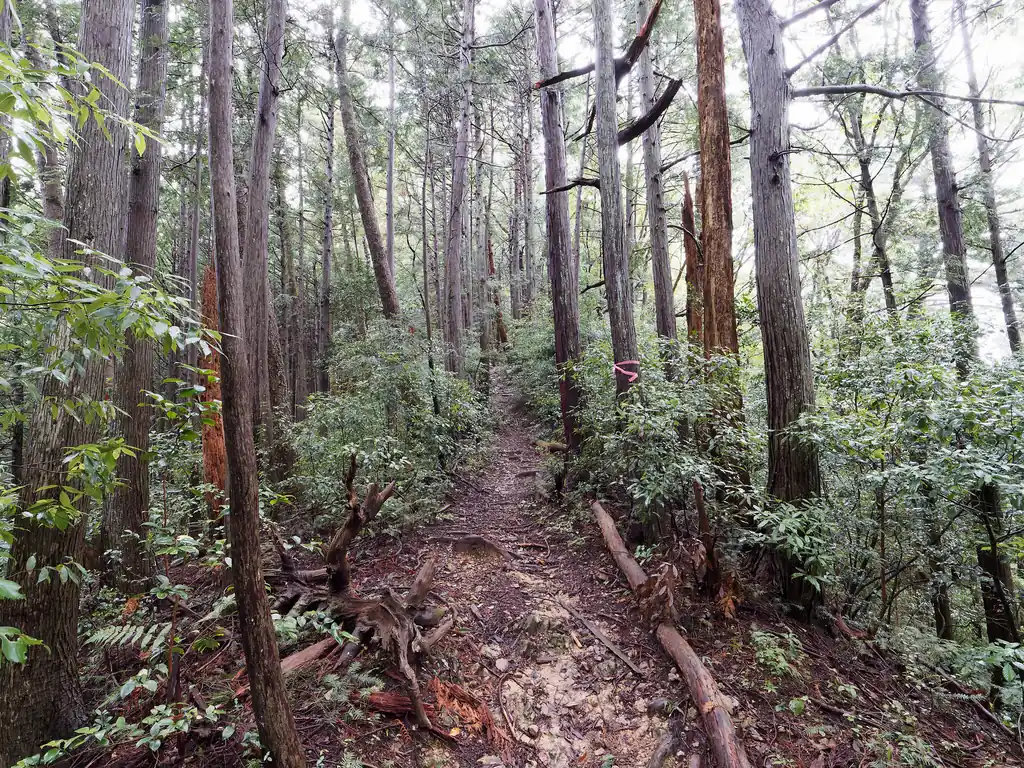 瀬音の湯方面からの道と合流したあとはひたすら高明山まで登り。道は明瞭で難所も特にありません。