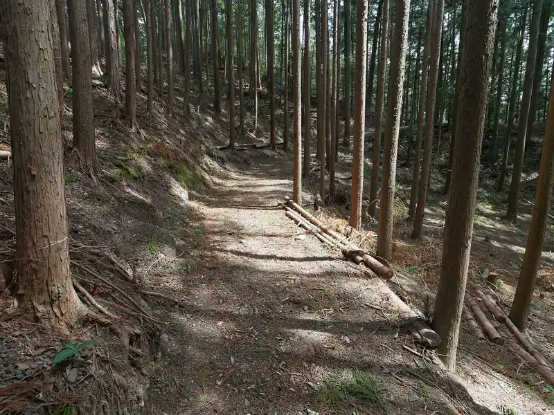 というわけで唐竹バス停方面へ。
写真左側に踏み跡不明瞭な急坂があったのだが、ここはパスしてブルドーザー道を歩いてみる。予想ではどうせこの先で登山道へ分岐するはず。