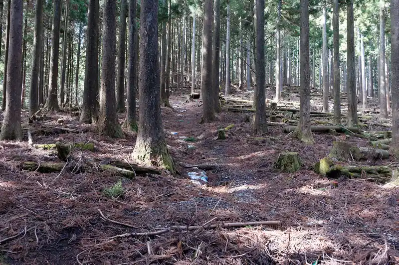 気づくと舗装路が終わり登山道に。
白いのはズタ袋で雪ではありません。
