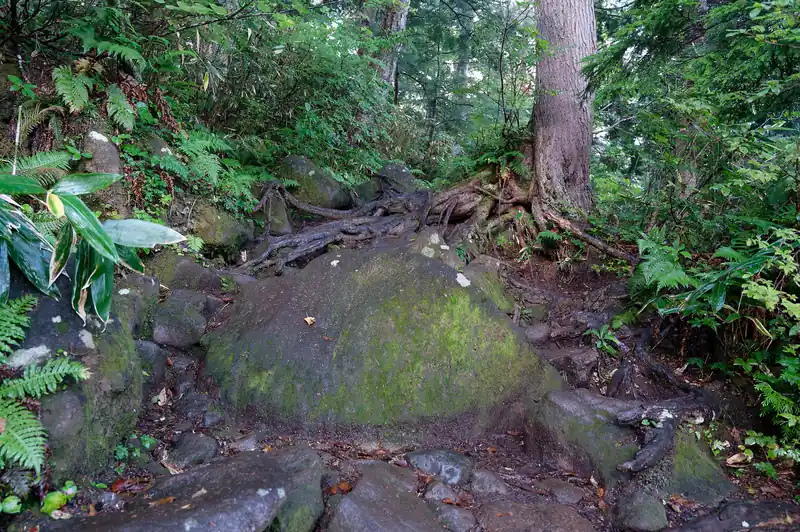 御池の駐車場置くから登山道に入ると、すぐに燧ヶ岳への分岐がある。
ここを歩いて行くのだが、早速なかなかの坂道の連続。途中大きめの岩もあり、全体的に湿った感じ。
木道も朽ちてボロボロになっているところも多く、先が思いやられる。

思うに、尾瀬の森は人の手が入ってないせいか、とにかく下草が密集して生えており、風通しが悪いのが、湿度の高い原因なのでは、と思う。
そういうところは大抵木道が朽ちていたり、苔だらけで滑りやすかったりする。