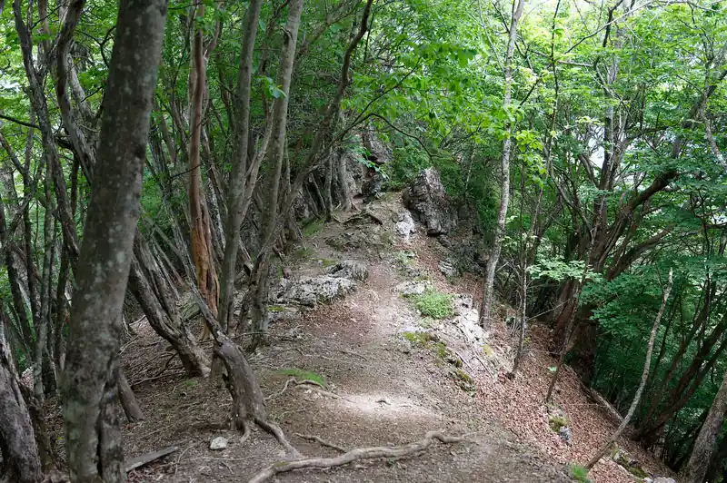 大持山から子持山の間はどんな未知なのかドキドキ。大持山から少し進んだところで早速岩っぽい景色が見えてきました。