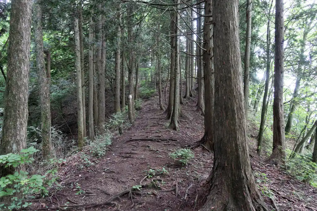 細かいアップダウンが気力をそいでくる。槇寄山以降、ベンチはないので良い感じに休憩できるところがなく、細かいアップダウンが地味にきいてくる。