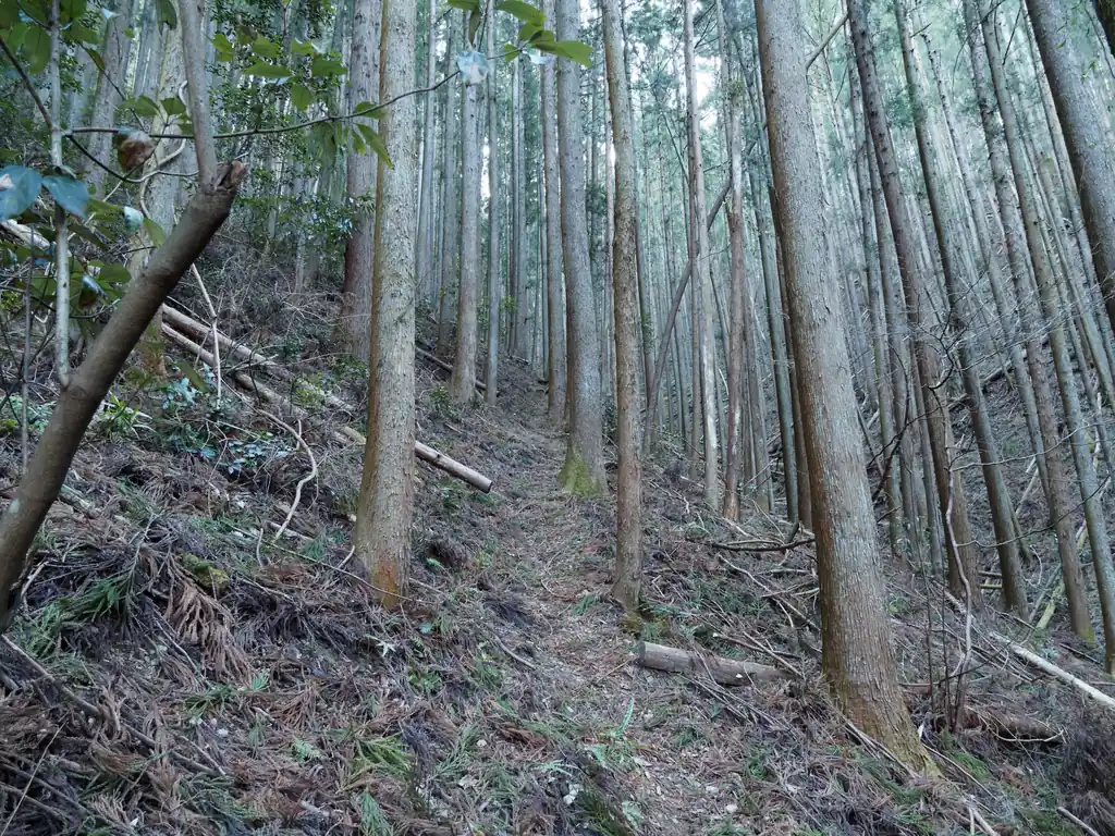 初っ端から急坂が続く。樹林帯で結構暗い。