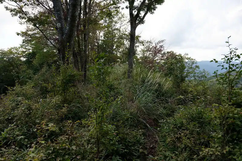 入沢山付近は藪っぽい。