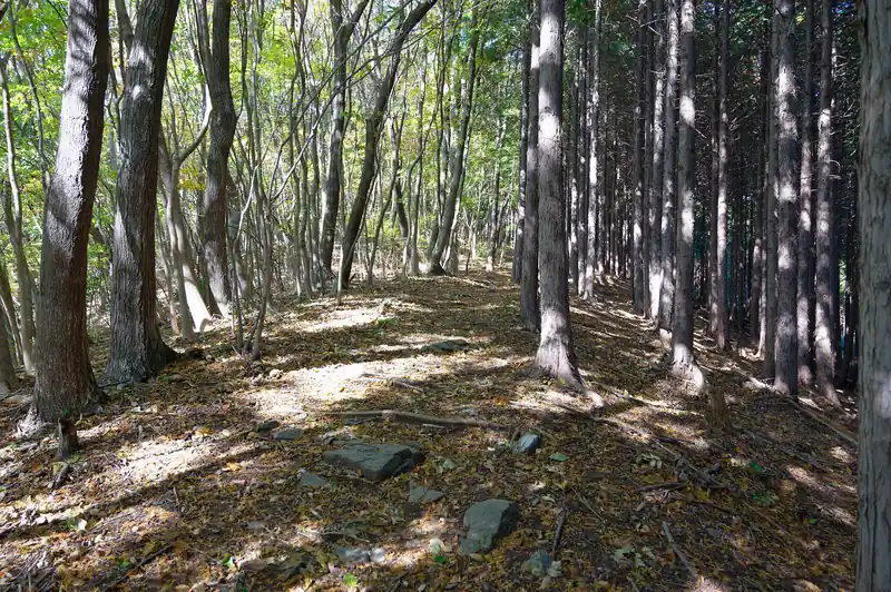 とても良い雰囲気の道です。
不動山、良いじゃないか。