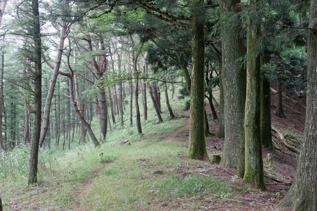 相変わらず奥武蔵感のない岩菅山へ向かう山道。