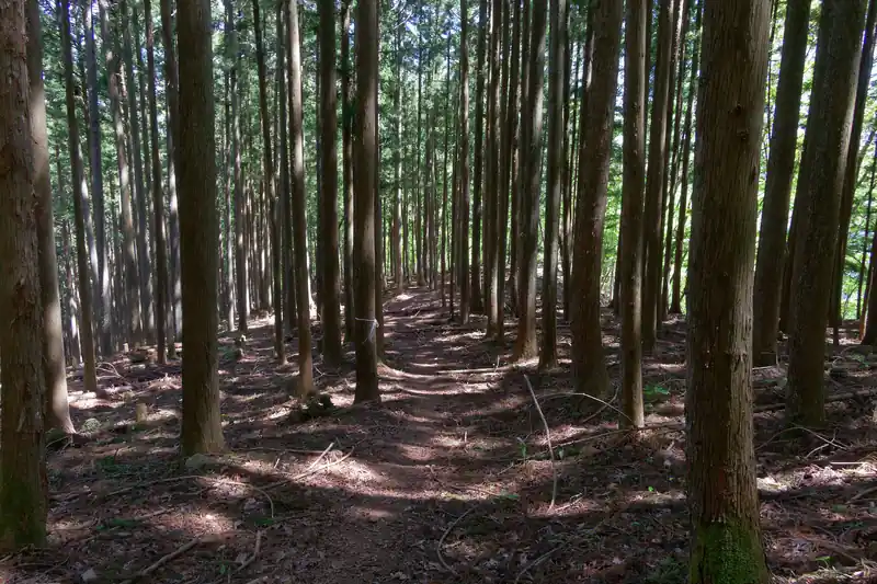 だいぶ里山らしい雰囲気になってきた。