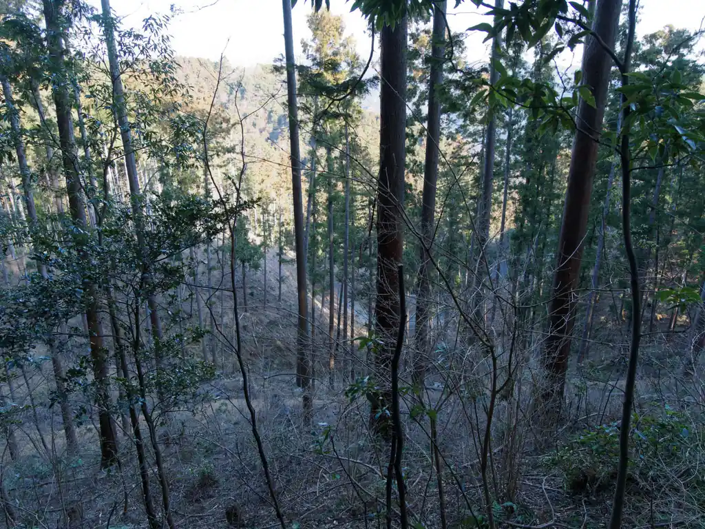 谷川は伐採地。高度が低いので見晴らしはそこまで良くないですね。