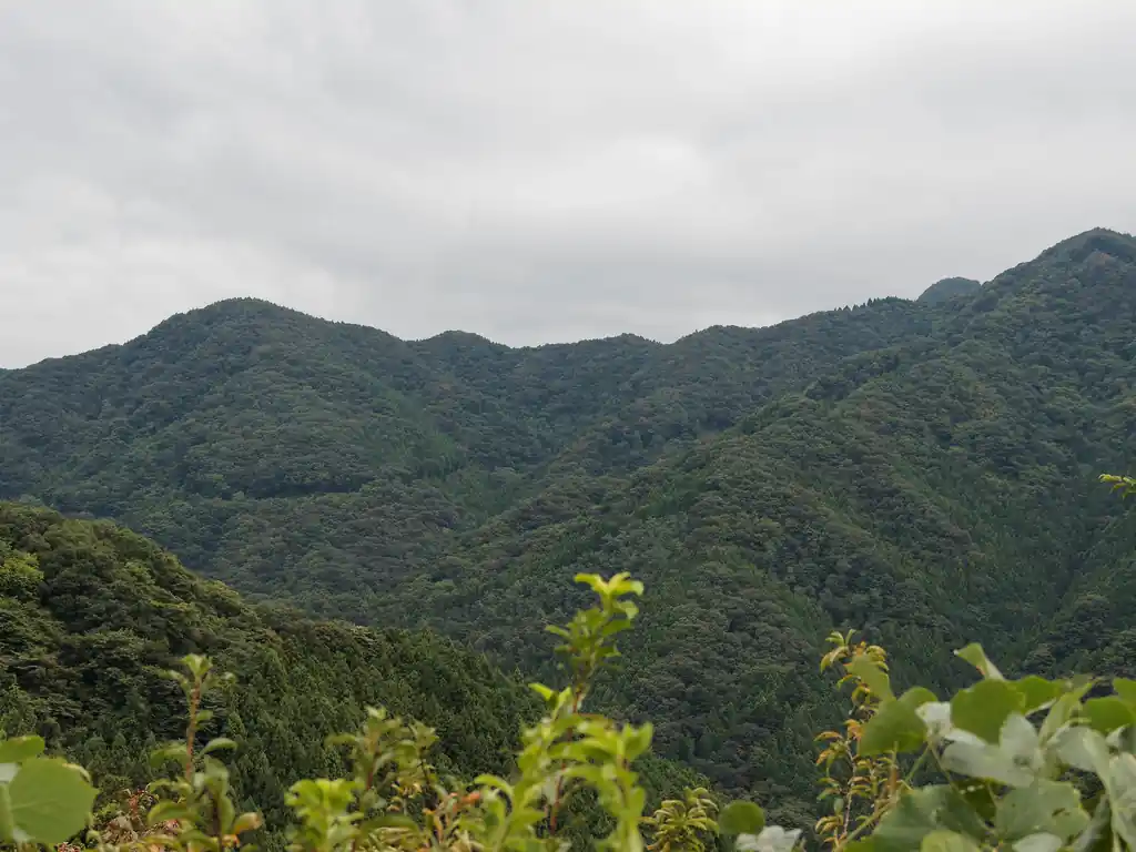 地図には載っていないが、岩菅山の下のところには林道が通っているらしい。
このあたりは今は緑で山肌が覆われているが、真冬になれば落葉して山肌が見えるようになる。そうすると、もっとはっきりと林道が見えるようになるのだが…。
