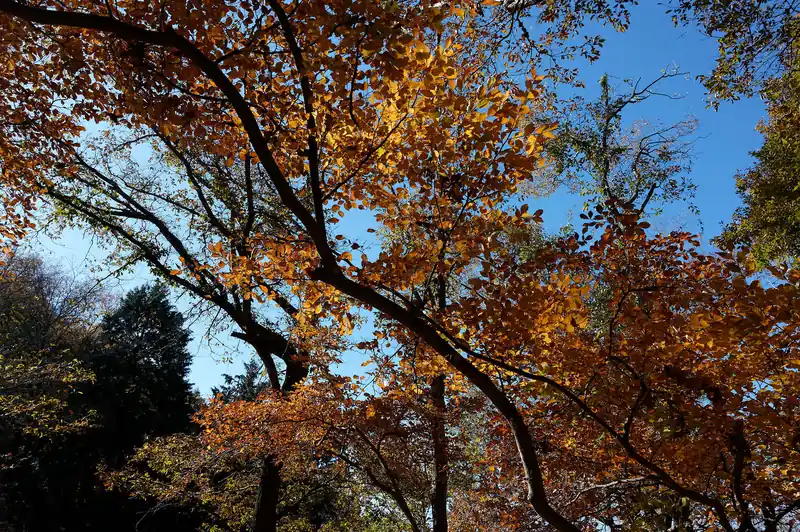 紅葉を見ながらランチパックをかじります。