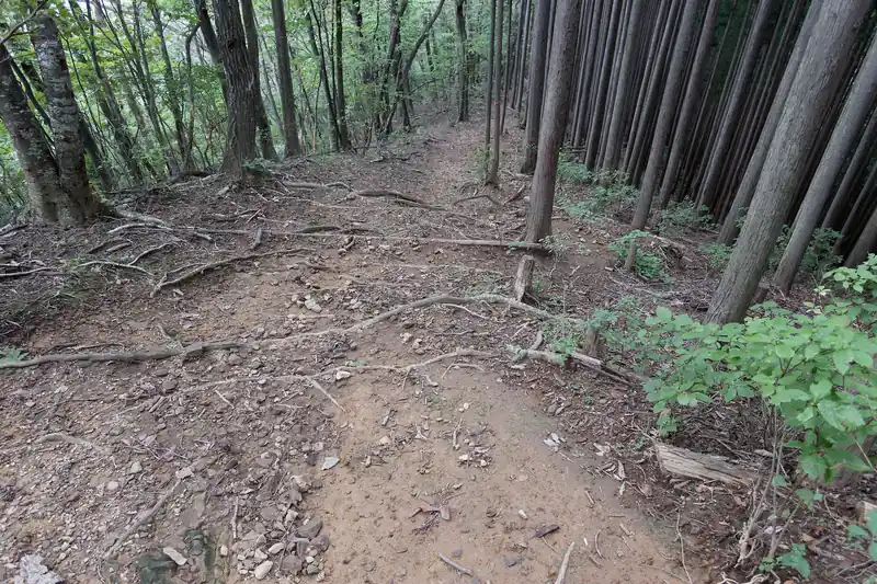 そこから尾根を一気に下る道へ。
このあたりは地面が少し泥っぽく、雨が降ったらいかにも滑りそうな感じ。ヒヤヒヤしながら下りましたが、無傷で通過できました。