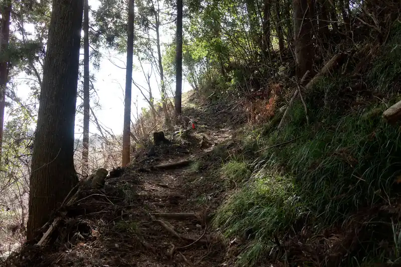 途中から九十九折の登山道になる。それにしてもしっかりとした歩きやすい道です。