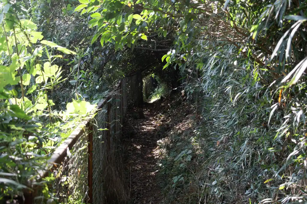 登山道は樹木に覆われたトンネルのようで楽しい。中腰で進む。