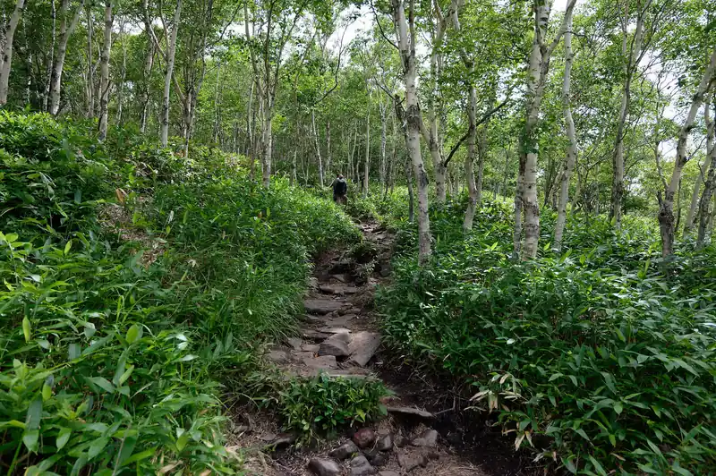 登山道はこんな感じ。笹薮が茂っている。雰囲気的には日光男体山に近い。
全体的に急登というほどではないが、標高が上がるにつれてガレ場が増えて若干歩きにくくなる。

根子岳までは終始、ロープや鎖の岩場、痩せ尾根、切れ落ちたトラバース道などもなく、非常に歩きやすい。