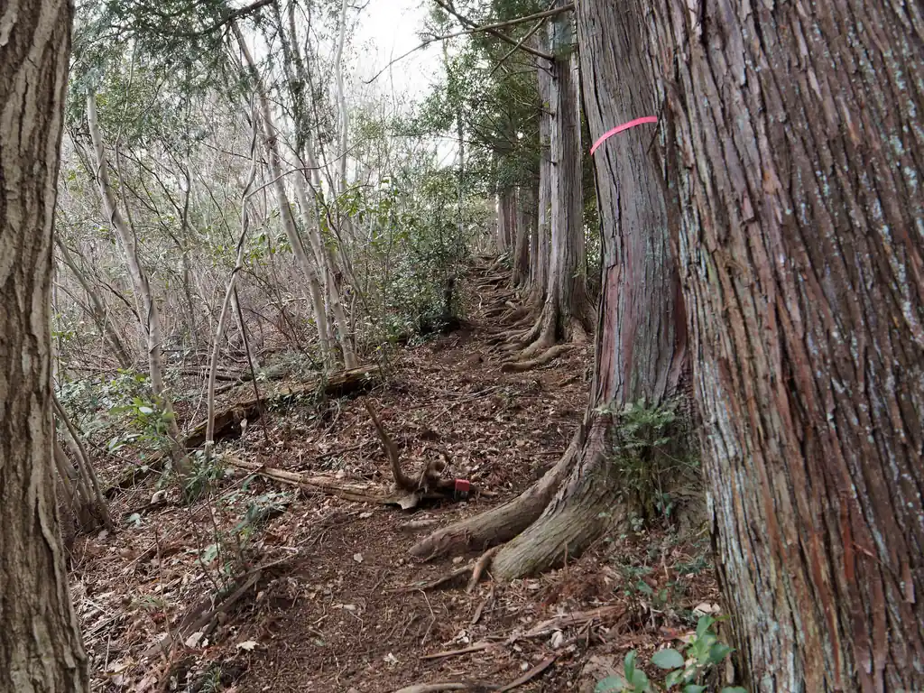 また少し標高を落として宝山へ登り返す。