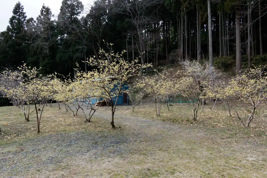 小規模な蝋梅園もありました。ちょうど見頃らしく、蝋梅の甘い香りがあたり一面に漂っています。