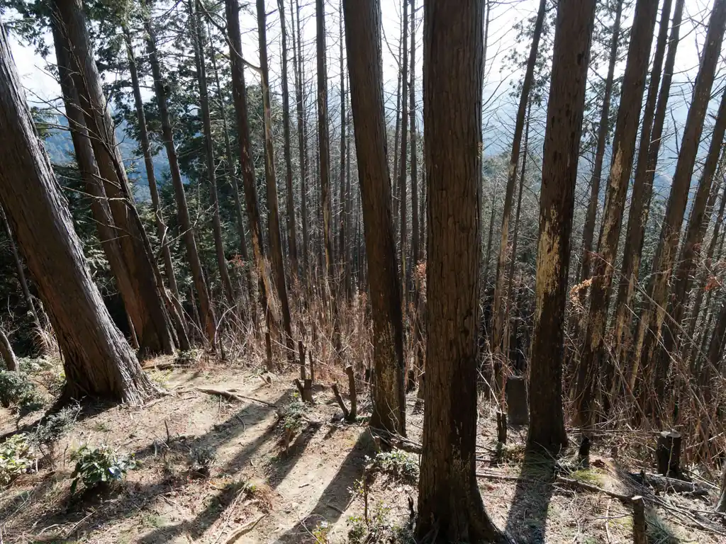 木が焦げていますが、これは昔ここで山火事があったため。