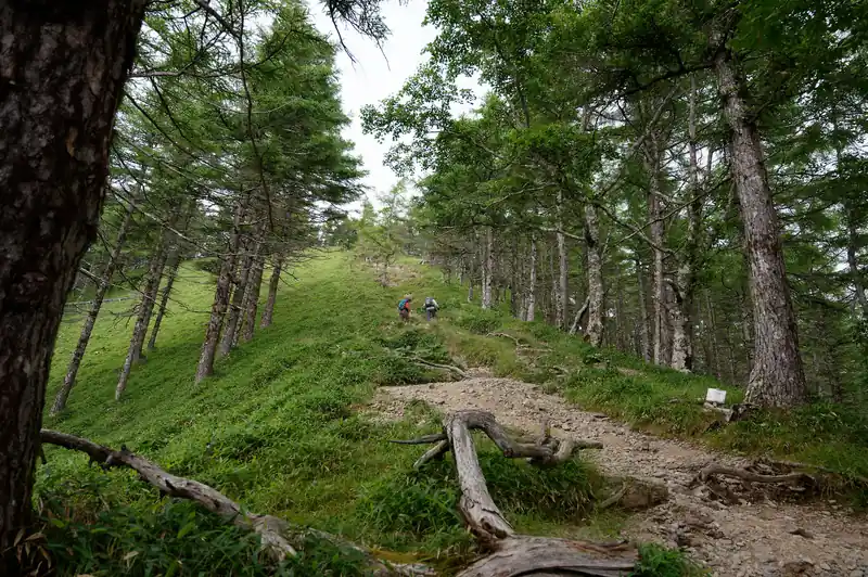 小雲取山への登り。なかなかにきつい。
