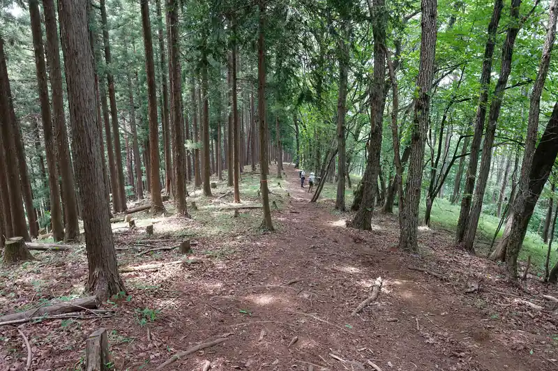 進んでいくと広い尾根道に出ました。右側は草原みたいになっていますが、左側は植林の杉林。