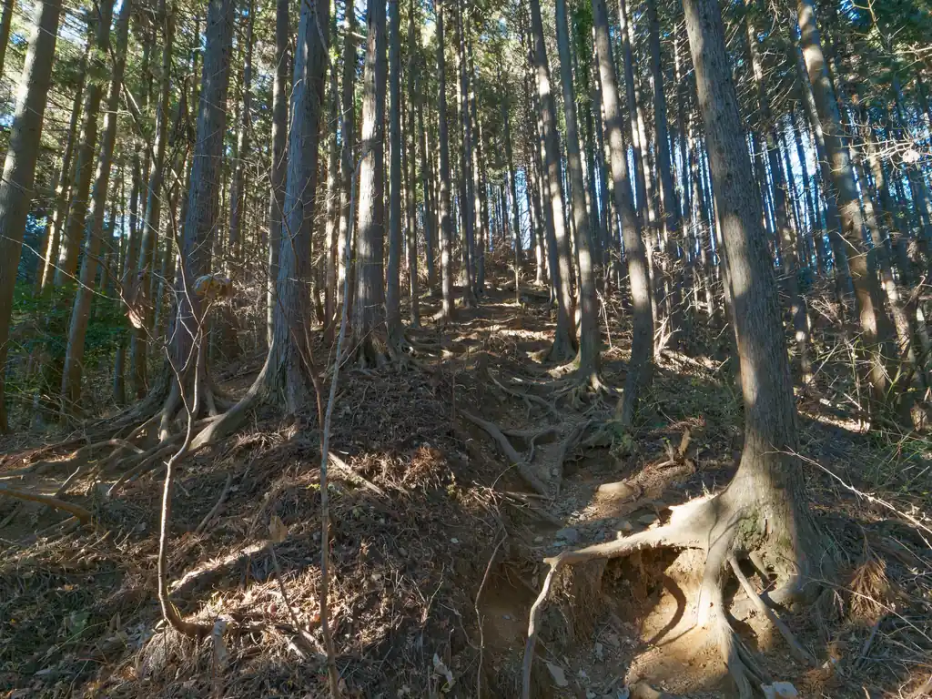 そのうち沢を離れて木の根っこ道へ