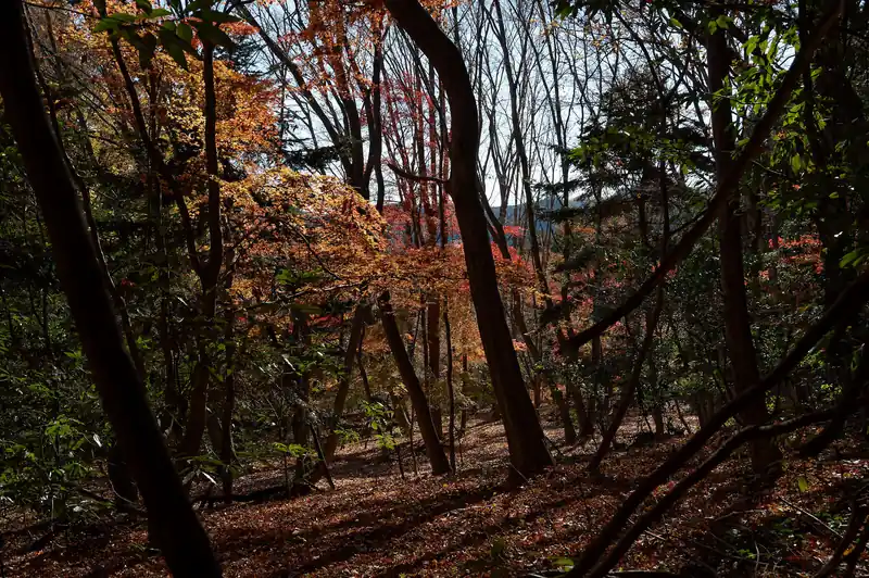 紅葉を見ながら進みます。
