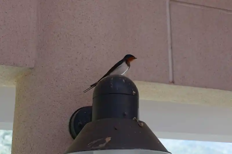 バス列に並ぶ前にトイレに行ったら燕が営巣中だった。
