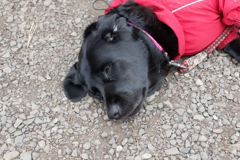 茶屋の犬は眠いのか元気がない。
手を出すと気だるそうに頭を動かしていたが、あんまりにもやる気がなさそうなのでほっておいた。

なお、復路で様子を見に来たら、元気に吠えていたのでやはり眠かったのだろう。