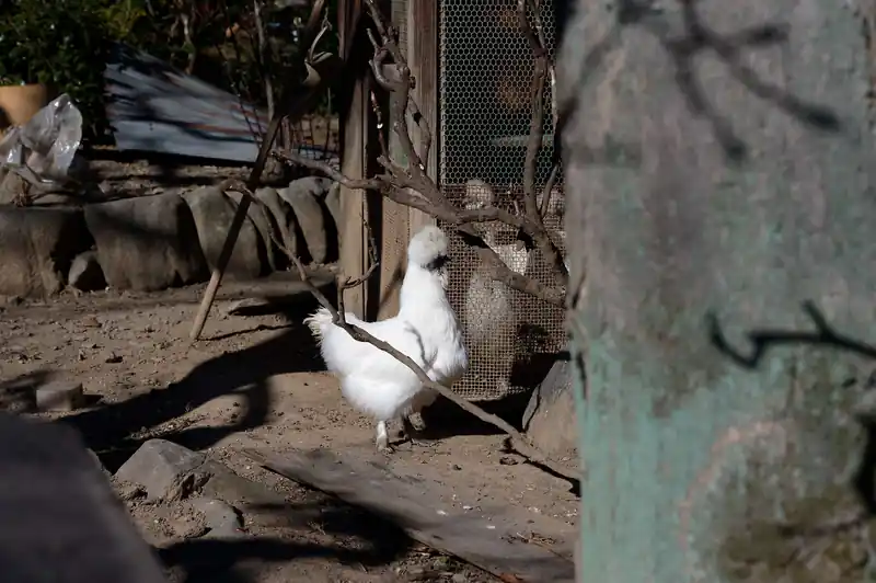 そのまま歩いていたら民家で鶏を飼っていたので撮影。