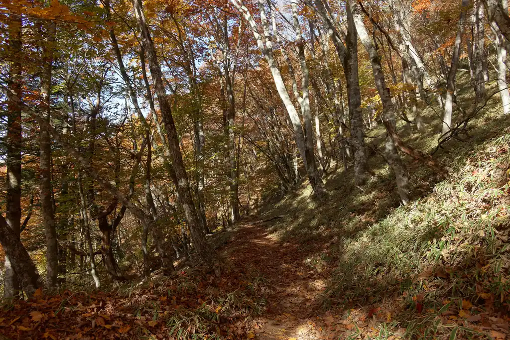 この道、一気に周囲に人がいなくなるのだが、紅葉が素晴らしい。
延々と紅葉の木々の下を歩いていく道だ。