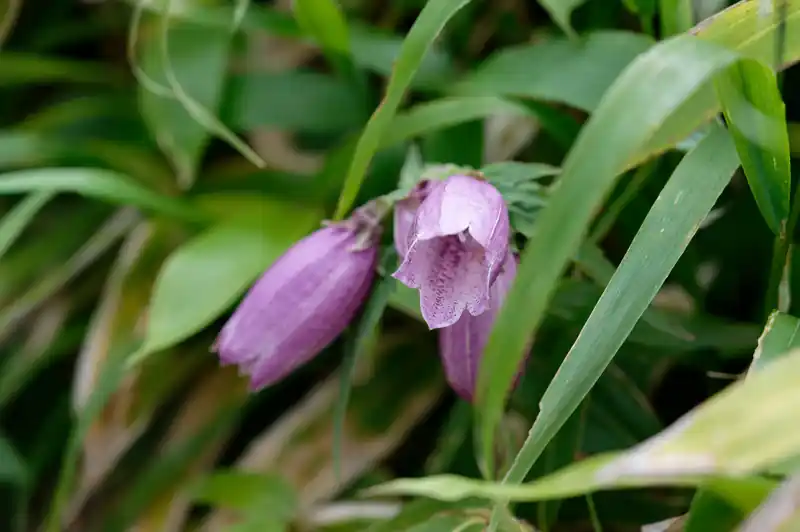 山頂手前でホタルブクロと思しき花を発見。道中にもチラホラ咲いてたんだけど、登るの優先で写真撮らず。