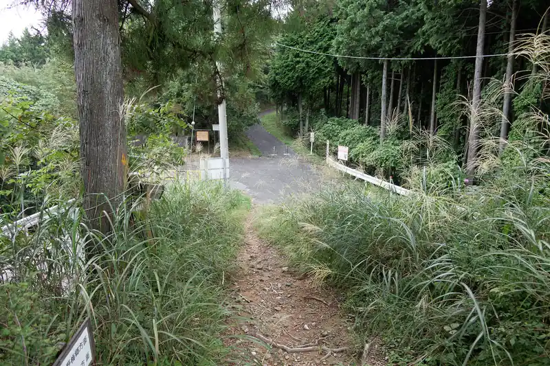 舗装路に出てきて…