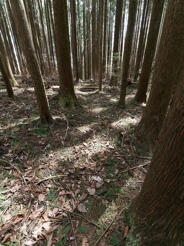 こんな感じで枝や落ち葉が散乱していて、通る人も少ないせいか道は若干わかりづらい。ただまあ現地に行けばわかるくらいには道形はある。