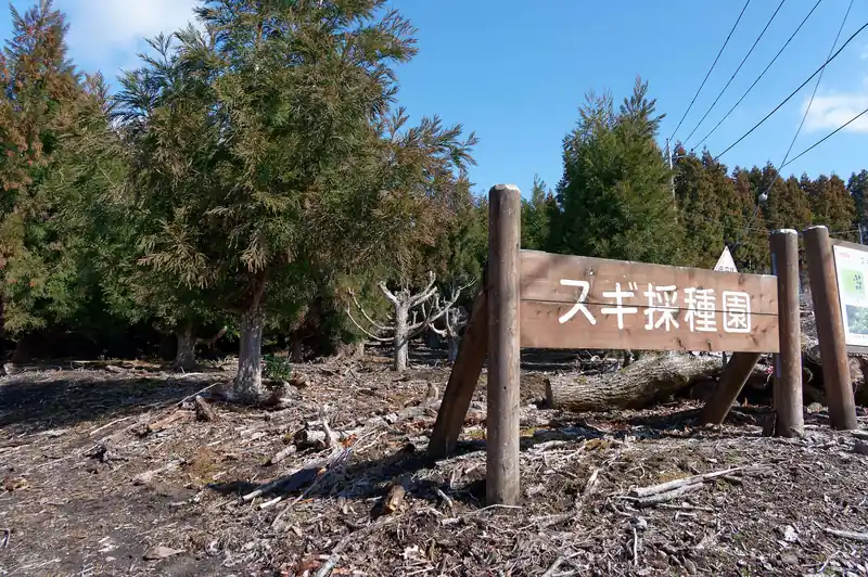 スギ採種園。枝打ちしないのでモッサリした木が特徴的。