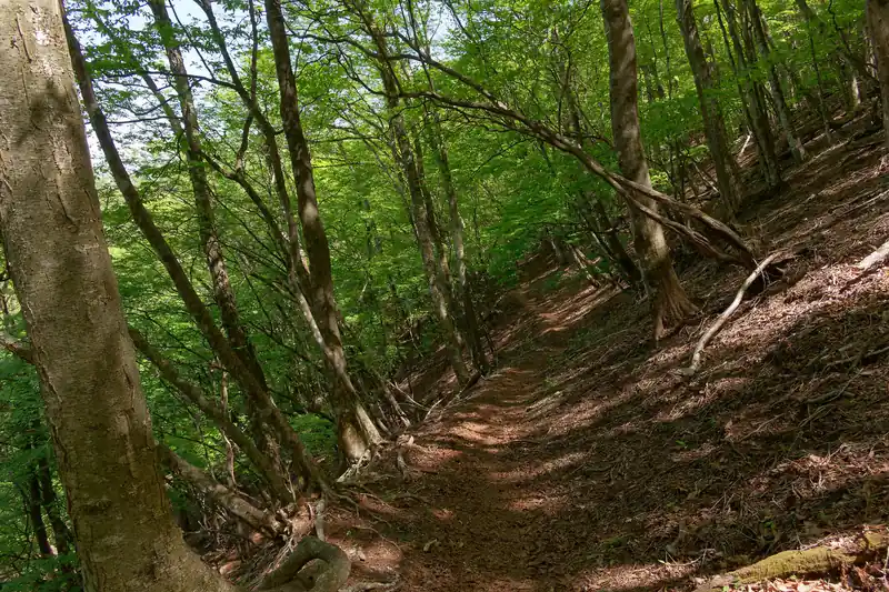 このあたりまで来ると、さっきまでの広く明るい尾根道から、樹林帯のトラバース道へと変わる。
この先は舗装路に出るまでずっとこんな感じ。