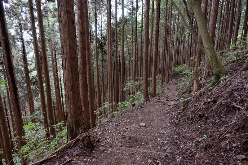 こちらは如何にも奥多摩らしい植林の杉に囲まれた緩やかな道。極めて歩きやすく、危なげなところもない。