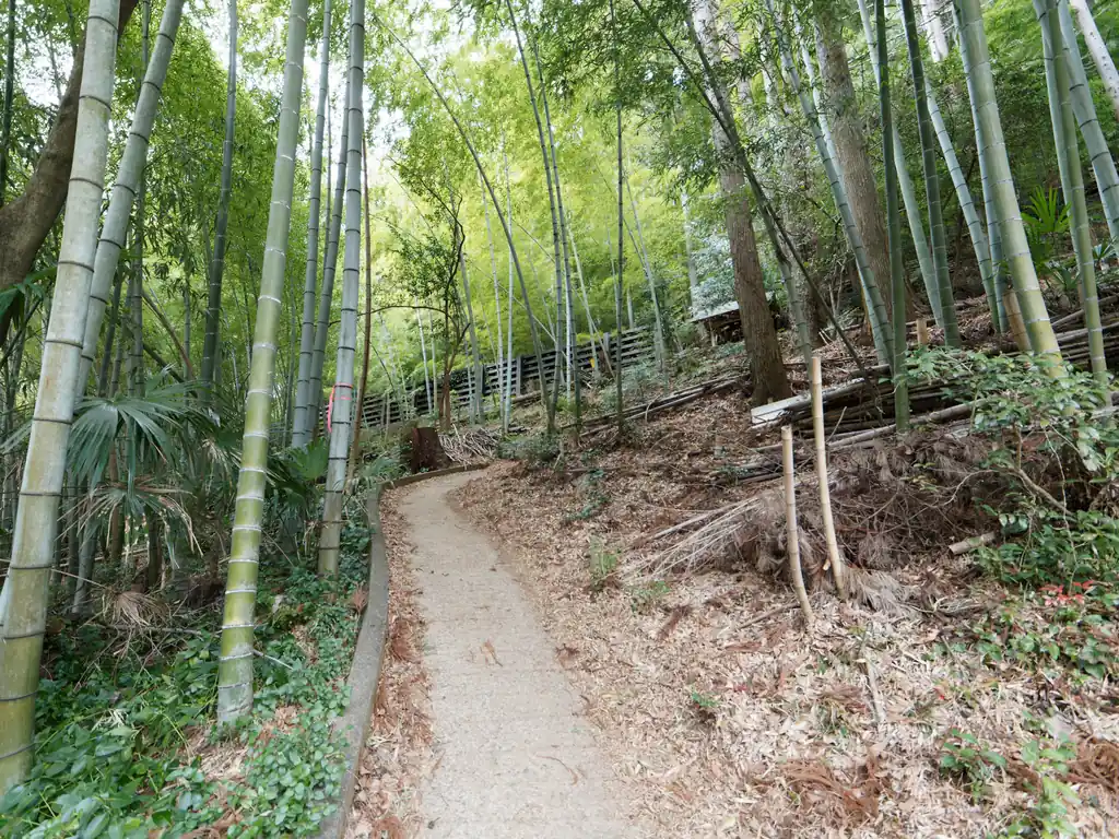 登り始めは竹が茂る道。冬は灰色の景色が広がり少し寂しいのですが、ここだけ青々としていて明るい印象。