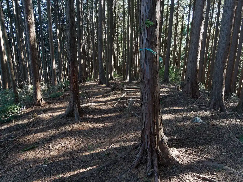 このあと、うっかり直進したのだがすぐに踏み跡はなくなり、地図を確認すると違う尾根に入り込みそうになっていた。

このブルーリボンまで戻って、写真右側に進むと、さっきの巻き道っぽい道に繋がっていた。