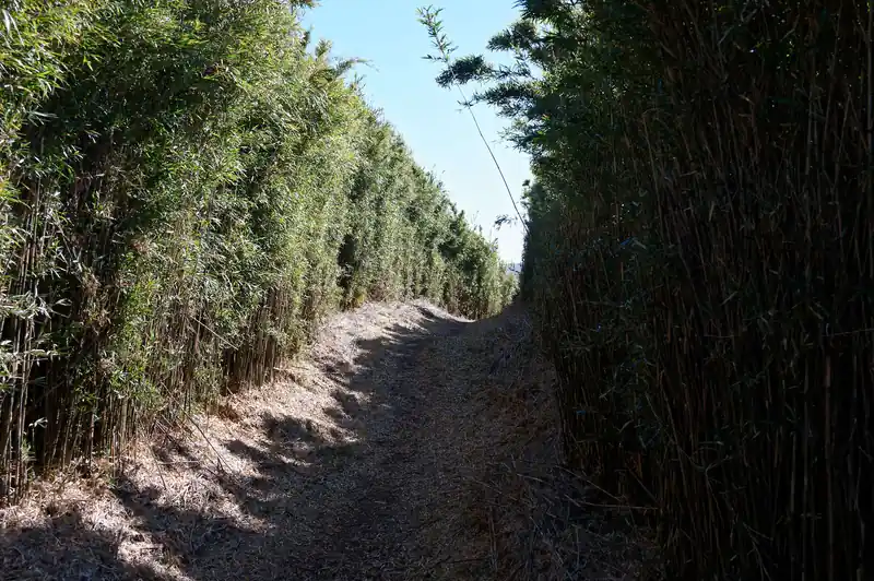 相変わらず人のいない登山道を進む。
笹の高さが3m近くあるため、景色は全く楽しめない。