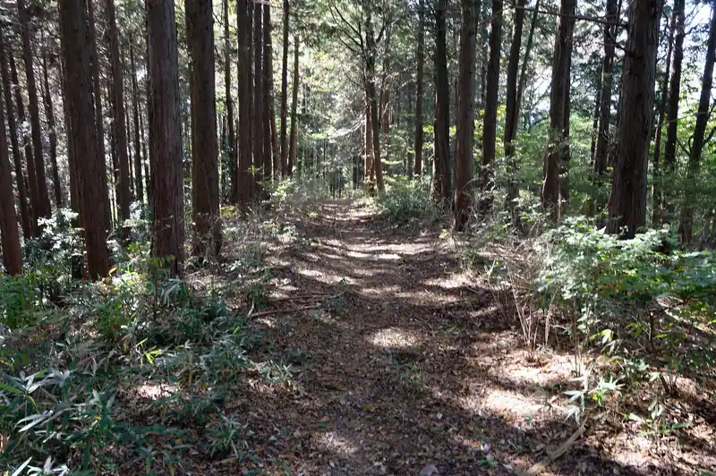 雨乞山を出発して山道を歩いていきます。ここも車が通れるくらいしっかりとした道です。