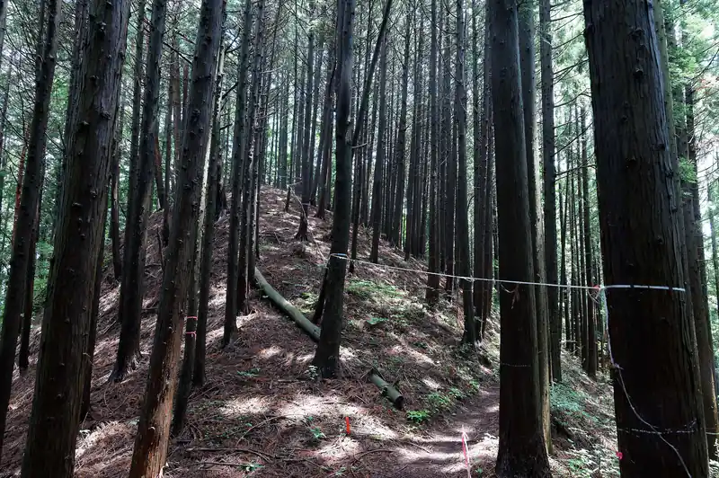 そのまま歩いていって旧定峰峠へ。
このあたりは白いビニールテープが貼られており何目的なんでしょうね。1年くらい前からいきなり登山道脇の木にビニールテープが貼られるようになりましたが、一部は紐が切れてゴミになっています。