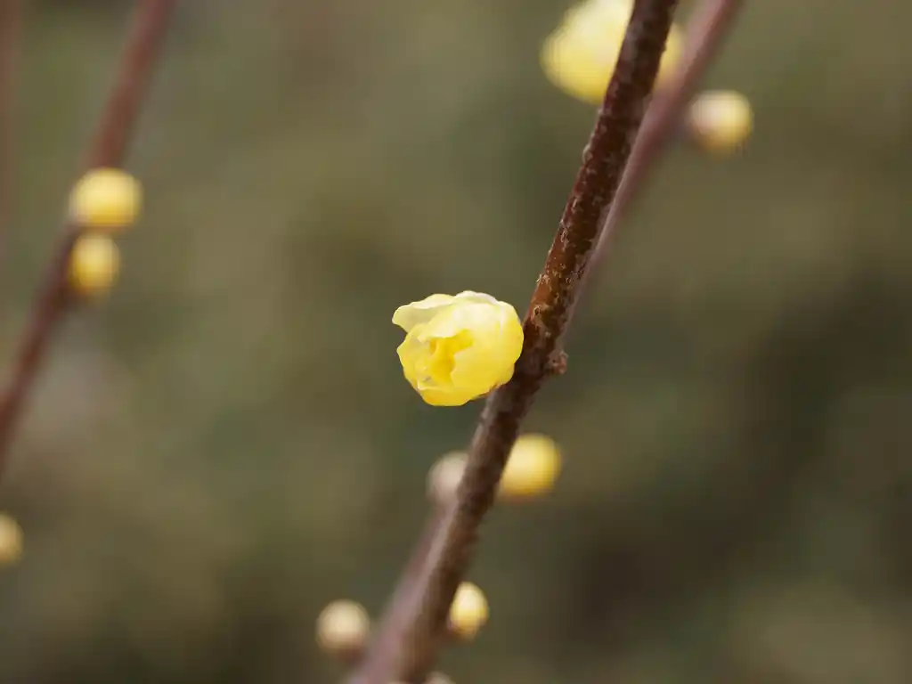 道中、早咲きなのか蝋梅らしき花が咲いていた。