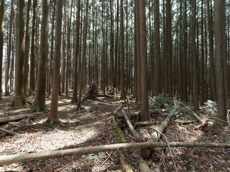 このあたりは地形図通り広く平坦。杉の枝が散乱しており若干道がわかりづらい気もするものの、迷うってほどではなかったかな。